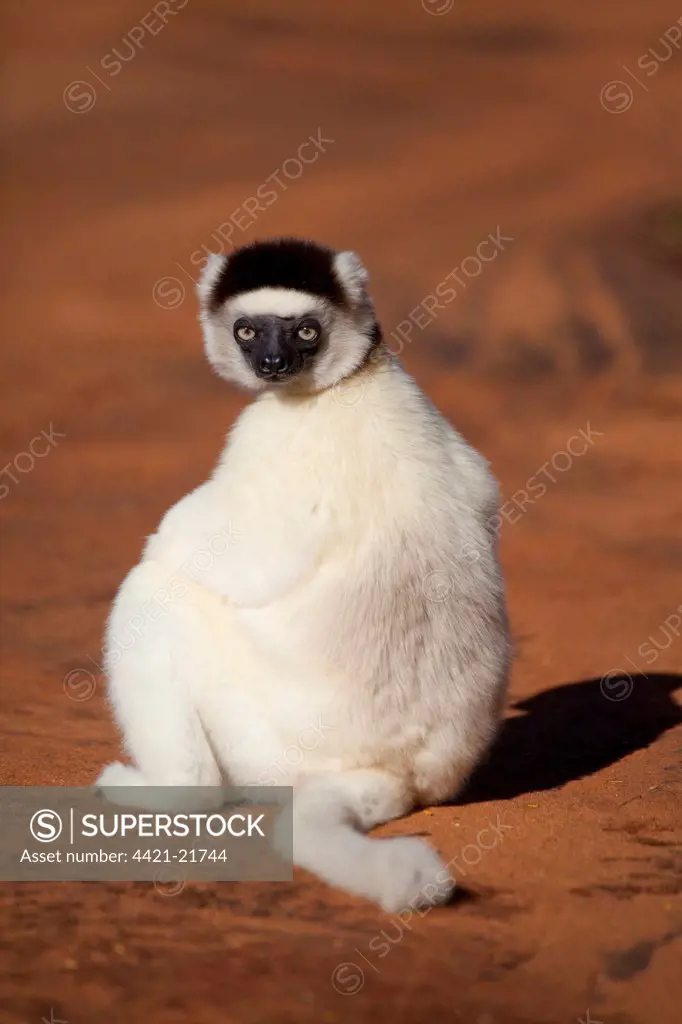 Verreaux's Sifaka (Propithecus verreauxi) adult, sitting on ground, Berenty Reserve, Madagascar