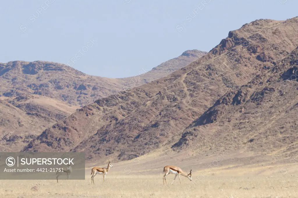 Springbok (Antidorcas marsupialis) three adults, standing on grassy desert plain habitat, Hoanib Mountains in distance, Damaraland, Namibia