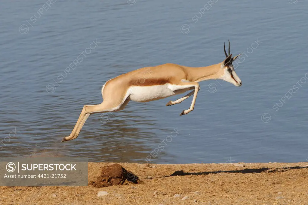 Springbok (Antidorcas marsupialis) adult, leaping beside waterhole, Etosha N.P., Kunene, Namibia