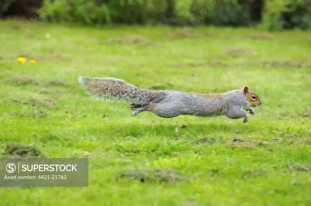 Eastern Grey Squirrel (Sciurus carolinensis) introduced species, adult, running across grass, Oxfordshire, England