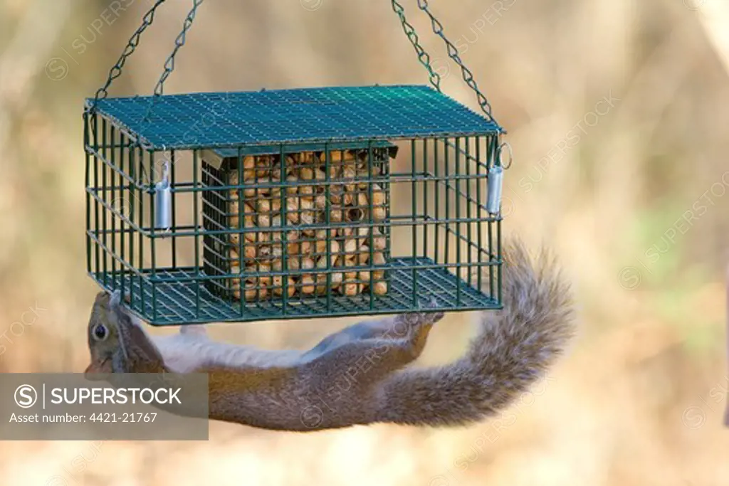Eastern Grey Squirrel (Sciurus carolinensis) adult, hanging from squirrel-proof peanut feeder, U.S.A.