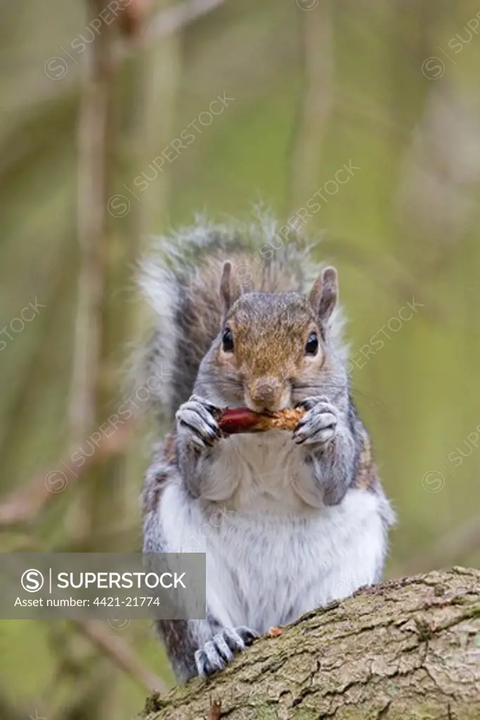 Eastern Grey Squirrel (Sciurus carolinensis) introduced species, adult, feeding on pine cone, Minsmere RSPB Reserve, Suffolk, England, april