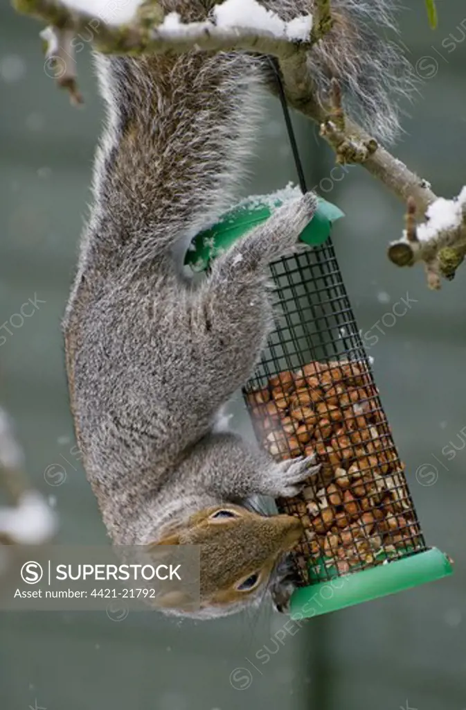 Eastern Grey Squirrel (Sciurus carolinensis) introduced species, adult, feeding on peanuts from garden birdfeeder during snowfall, Norfolk, England, december