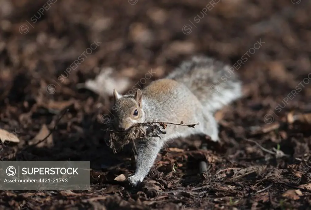 Eastern Grey Squirrel (Sciurus carolinensis) introduced species, adult, gathering nesting material in city parkland, Regents Park, London, England, february