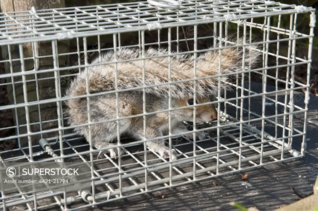 Eastern Grey Squirrel (Sciurus carolinensis) introduced species, adult, caught in humane cage trap, used to reduce population, England, june