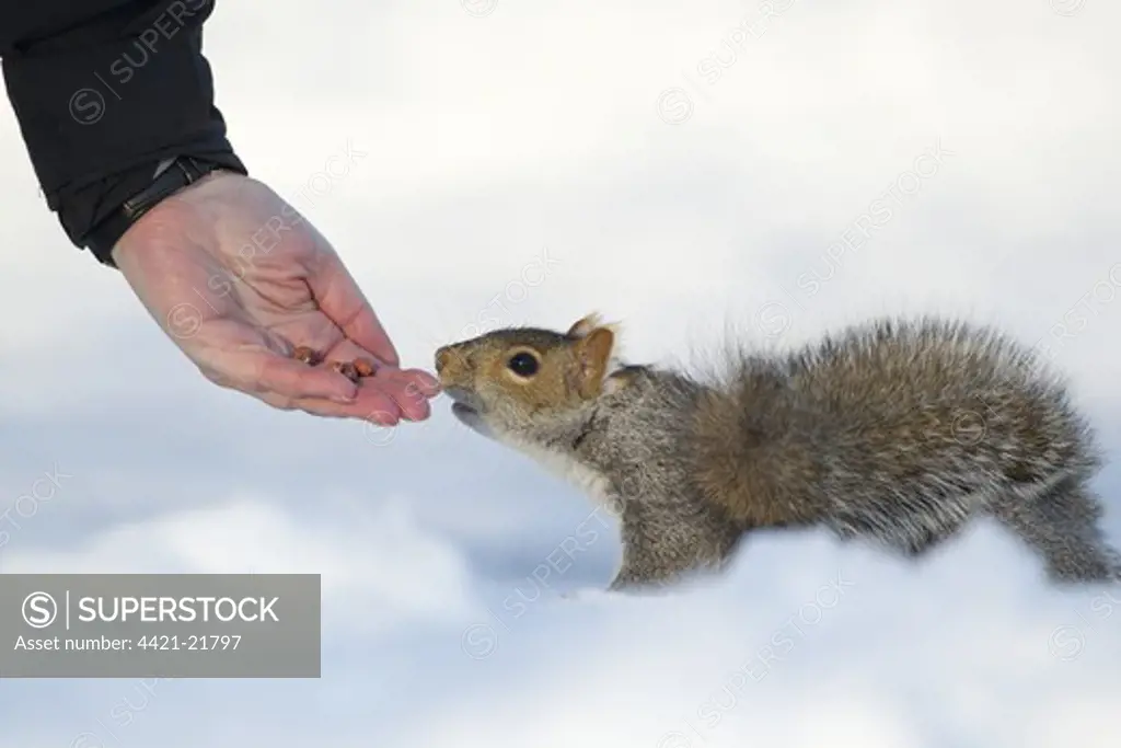 Eastern Grey Squirrel (Sciurus carolinensis) introduced species, adult, feeding, being hand fed peanuts by person, standing on snow, Sheffield, South Yorkshire, England, january