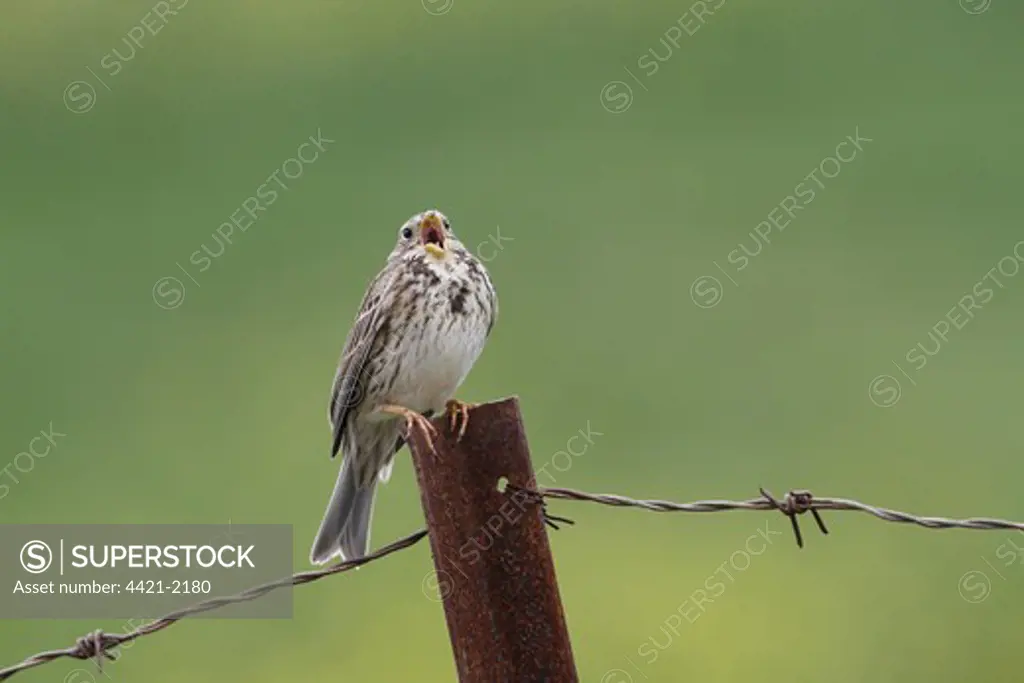 Corn Bunting (Miliaria calandra) adult male, singing, perched on rusty metal fencepost, Andalucia, Spain, april