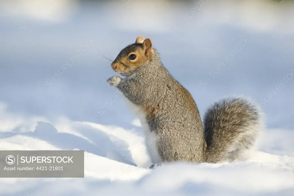 Eastern Grey Squirrel (Sciurus carolinensis) introduced species, adult, feeding, sitting on snow, Sheffield, South Yorkshire, England, january