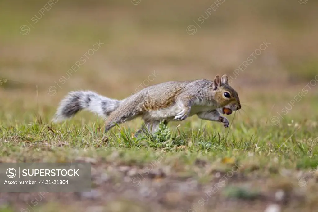 Eastern Grey Squirrel (Sciurus carolinensis) introduced species, adult, running with acorn in mouth, Minsmere RSPB Reserve, Suffolk, England, october