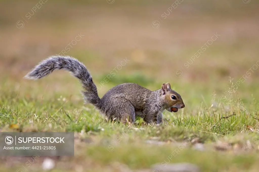 Eastern Grey Squirrel (Sciurus carolinensis) introduced species, adult, burying acorn in ground, Minsmere RSPB Reserve, Suffolk, England, october