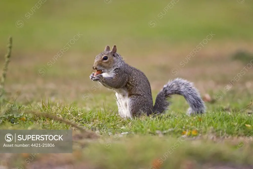 Eastern Grey Squirrel (Sciurus carolinensis) introduced species, adult, feeding on acorn, Minsmere RSPB Reserve, Suffolk, England, october
