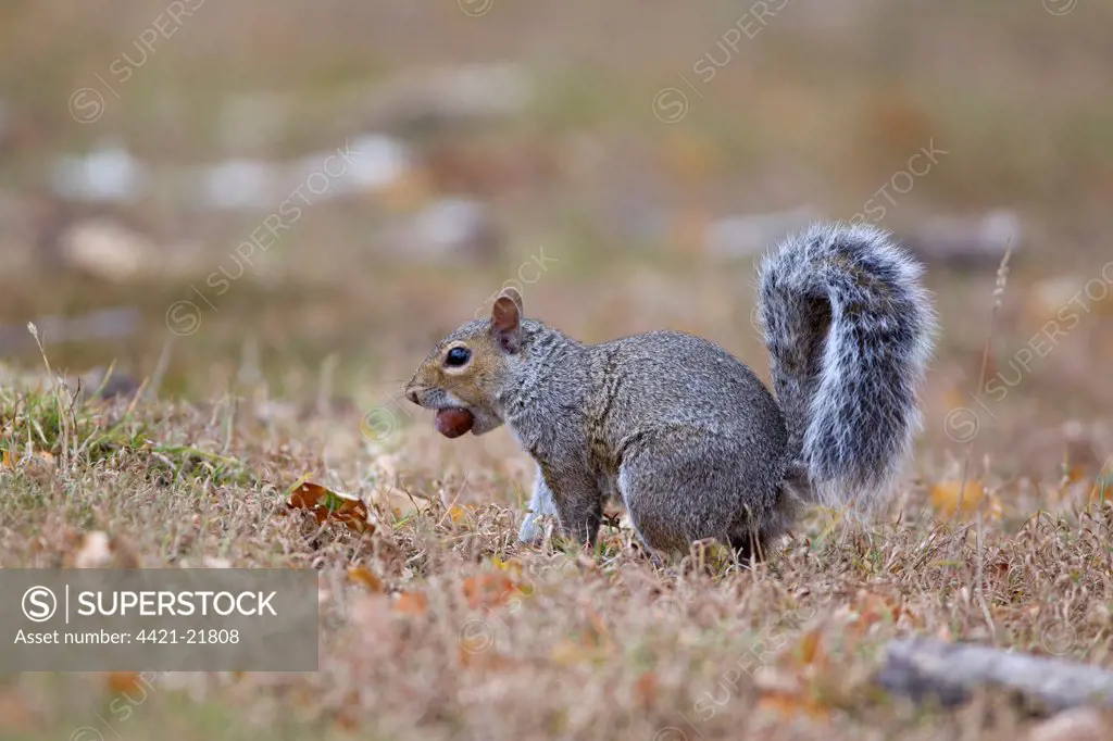 Eastern Grey Squirrel (Sciurus carolinensis) introduced species, adult, with acorn in mouth, Minsmere RSPB Reserve, Suffolk, England, october
