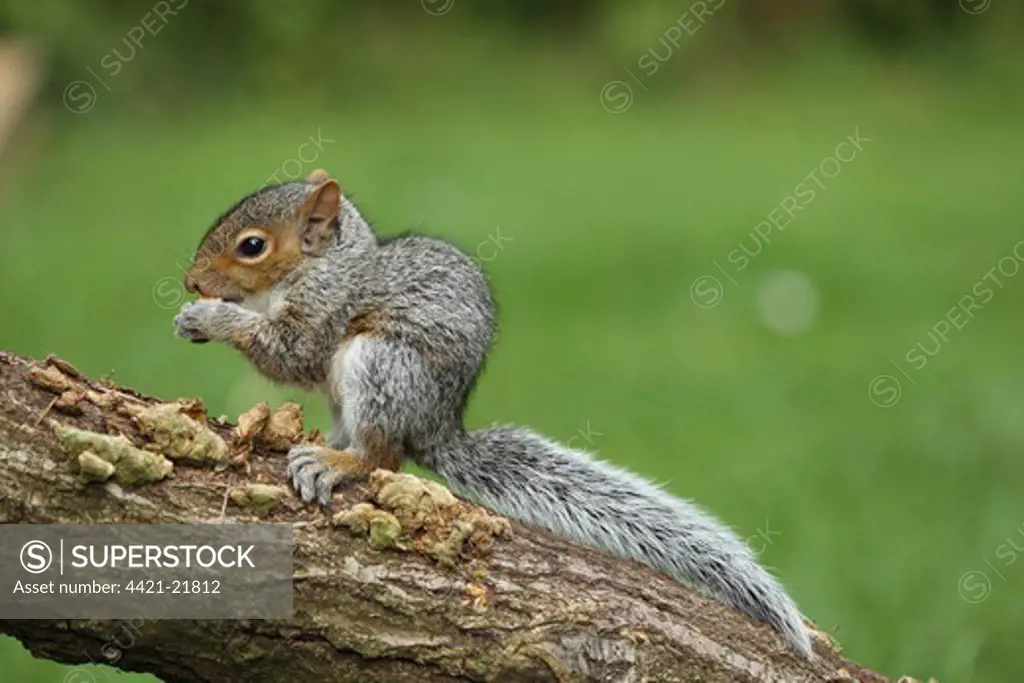Eastern Grey Squirrel (Sciurus carolinensis) introduced species, young, feeding, sitting on branch, Norwich, Norfolk, England, september
