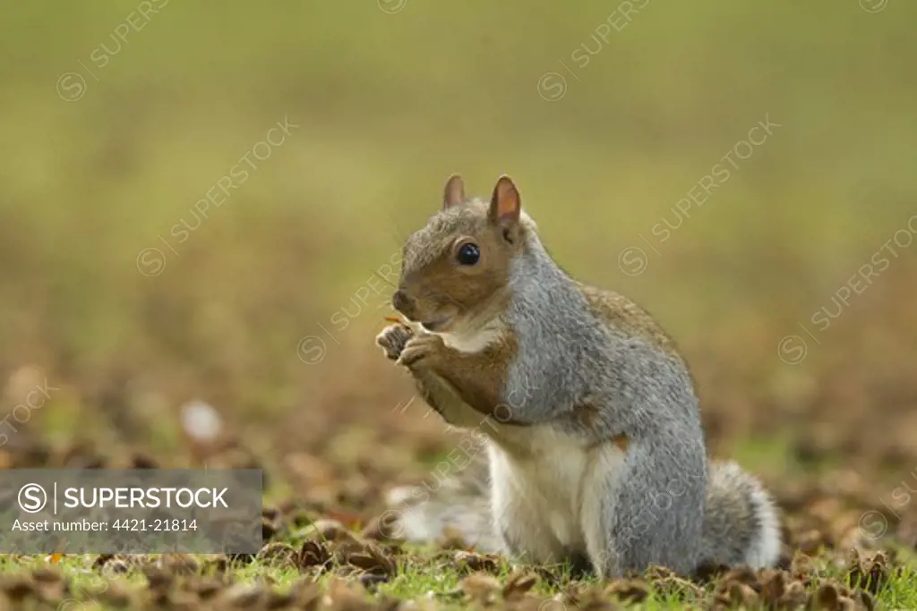 Eastern Grey Squirrel (Sciurus carolinensis) introduced species, adult, feeding on Common Beech (Fagus sylvatica) seeds, sitting on ground in city park, Sheffield, South Yorkshire, England, october