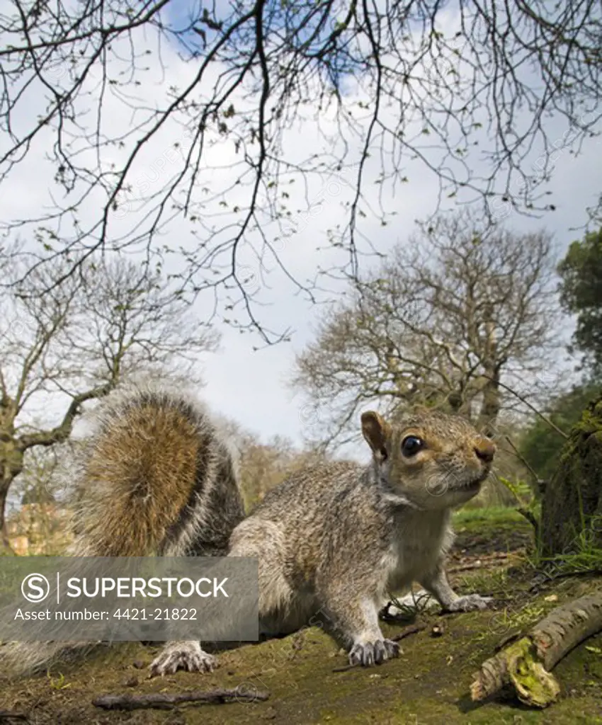 Eastern Grey Squirrel (Sciurus carolinensis) introduced species, adult, standing on ground in city parkland, Greenwich Park, Greenwich, London, England, april