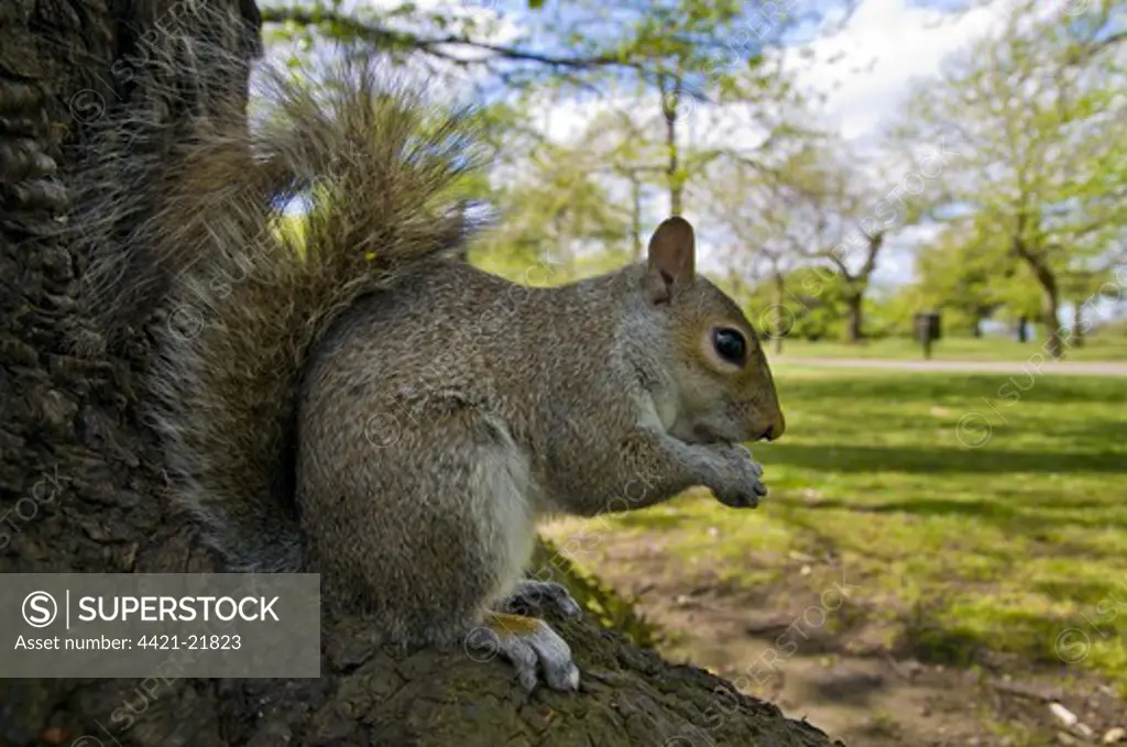 Eastern Grey Squirrel (Sciurus carolinensis) introduced species, adult, feeding, sitting on tree trunk in city parkland, Greenwich Park, Greenwich, London, England, april