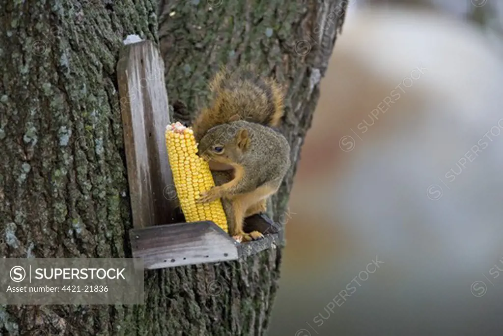 Fox Squirrel (Sciurus niger) adult, feeding on maize cob, on squirrel feeder in garden, Oakes, North Dakota, U.S.A.