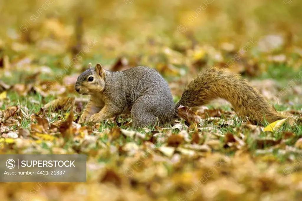 Eastern Fox Squirrel (Sciurus niger) adult, foraging amongst fallen leaves, U.S.A., autumn