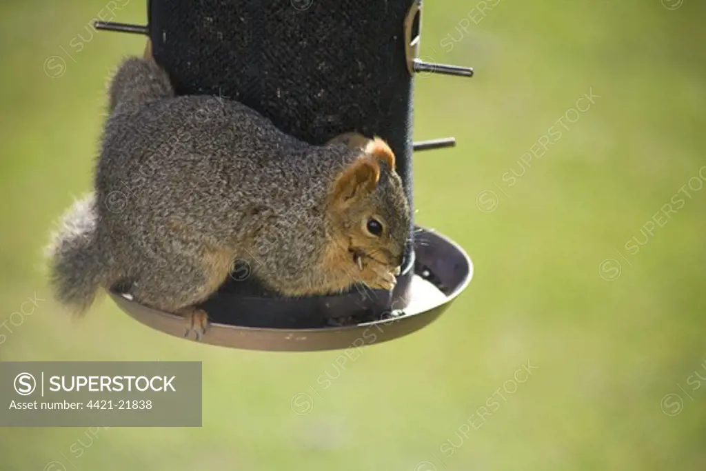 Fox Squirrel (Sciurus niger) adult, feeding on seeds at garden birdfeeder, Oakes, North Dakota, U.S.A.