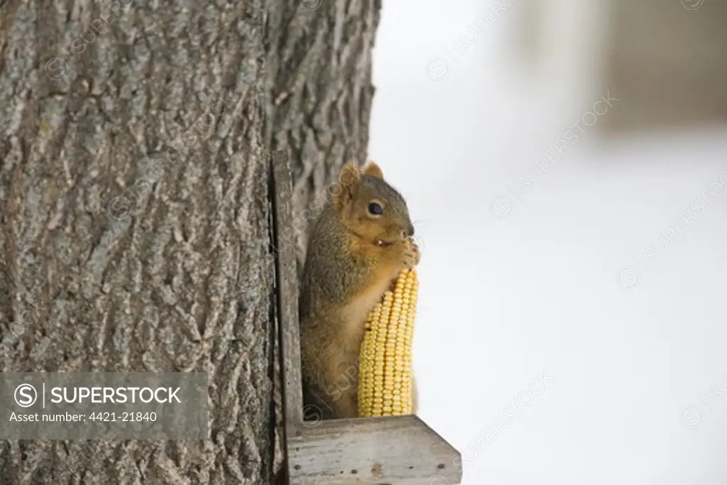 Fox Squirrel (Sciurus niger) adult, feeding on maize cob, on squirrel feeder in snow covered garden, North Dakota, U.S.A., february