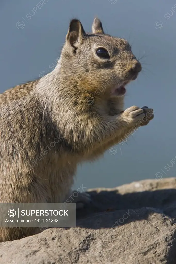 Californian Ground Squirrel (Spermophilus beecheyi) adult, feeding, standing on rock, California, U.S.A.