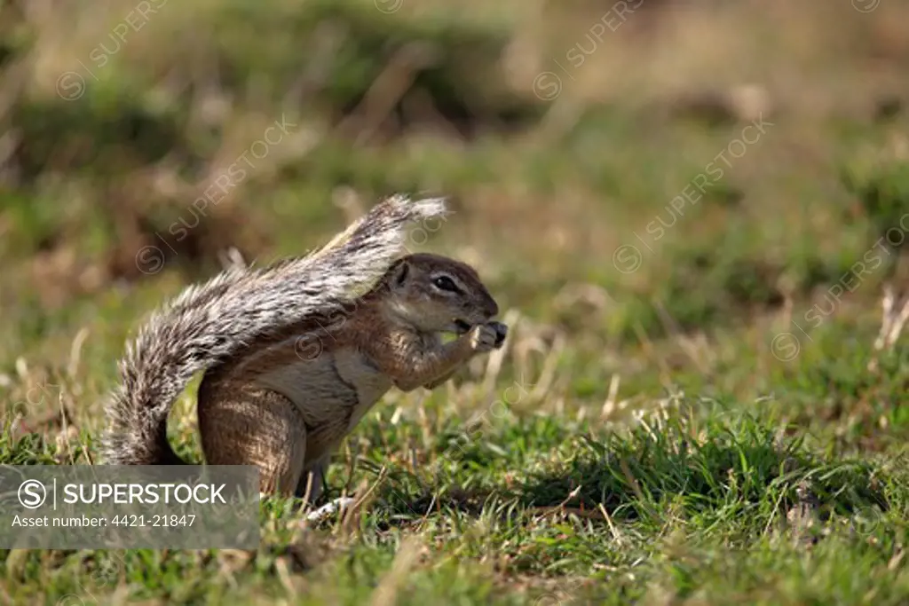 Cape Ground Squirrel (Xerus inauris) adult, feeding on leaves, shaded with tail, Mountain Zebra N.P., Eastern Cape, South Africa