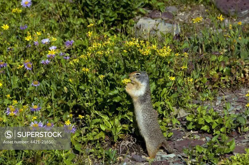 Columbian Ground Squirrel (Spermophilus columbianus) adult, feeding on flowers, Glacier N.P., Rocky Mountains, Montana, U.S.A.