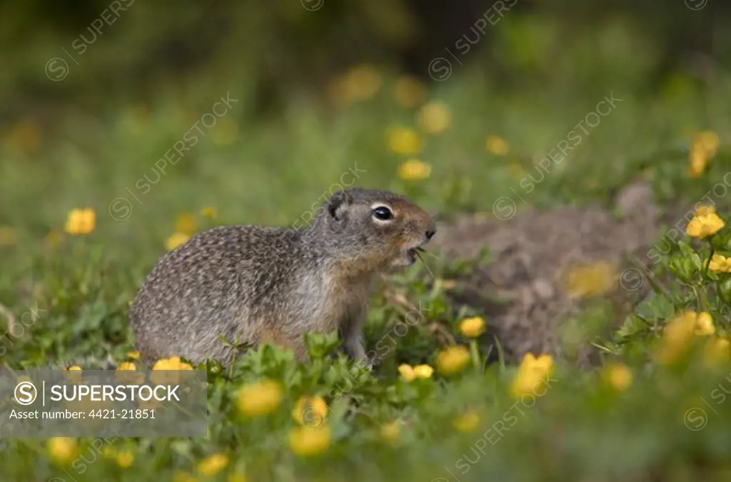 Columbian Ground Squirrel (Urocitellus columbianus) adult, feeding amongst wildflowers near burrow, Rocky Mountains, Canada, july