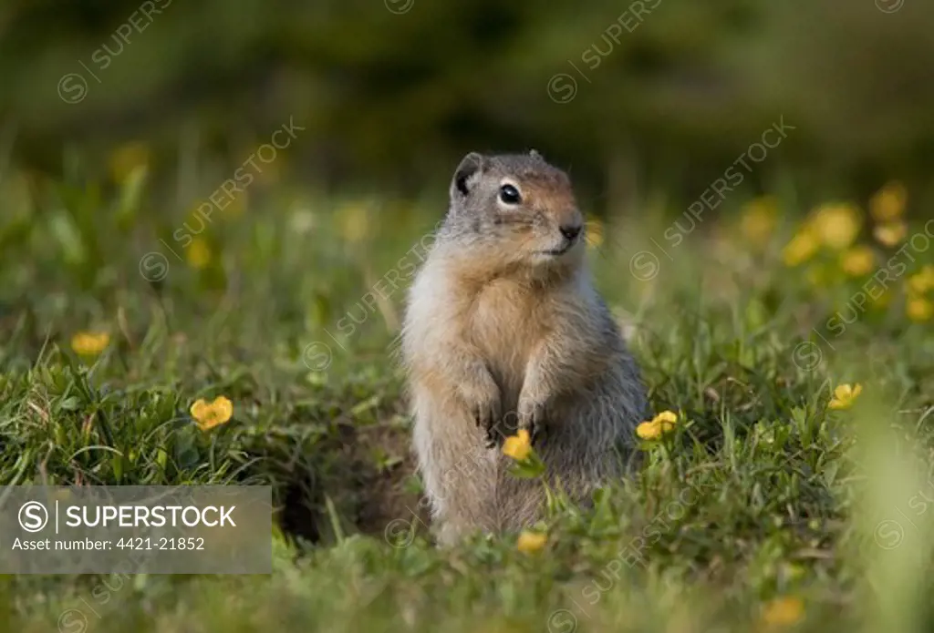 Columbian Ground Squirrel (Urocitellus columbianus) adult, alert, standing on hind legs amongst wildflowers near burrow, Rocky Mountains, Canada, july