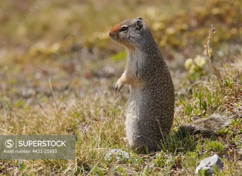 Columbian Ground Squirrel (Urocitellus columbianus) adult, alert, standing on hind legs, Rocky Mountains, Canada, july
