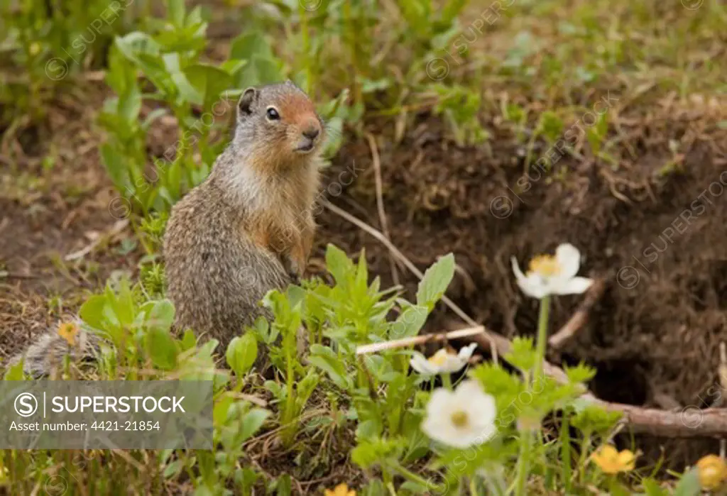 Columbian Ground Squirrel (Urocitellus columbianus) adult, sitting amongst wildflowers, Rocky Mountains, Canada, july