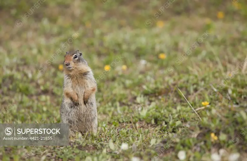 Columbian Ground Squirrel (Urocitellus columbianus) adult, alert, standing on hind legs, Rocky Mountains, Canada, july