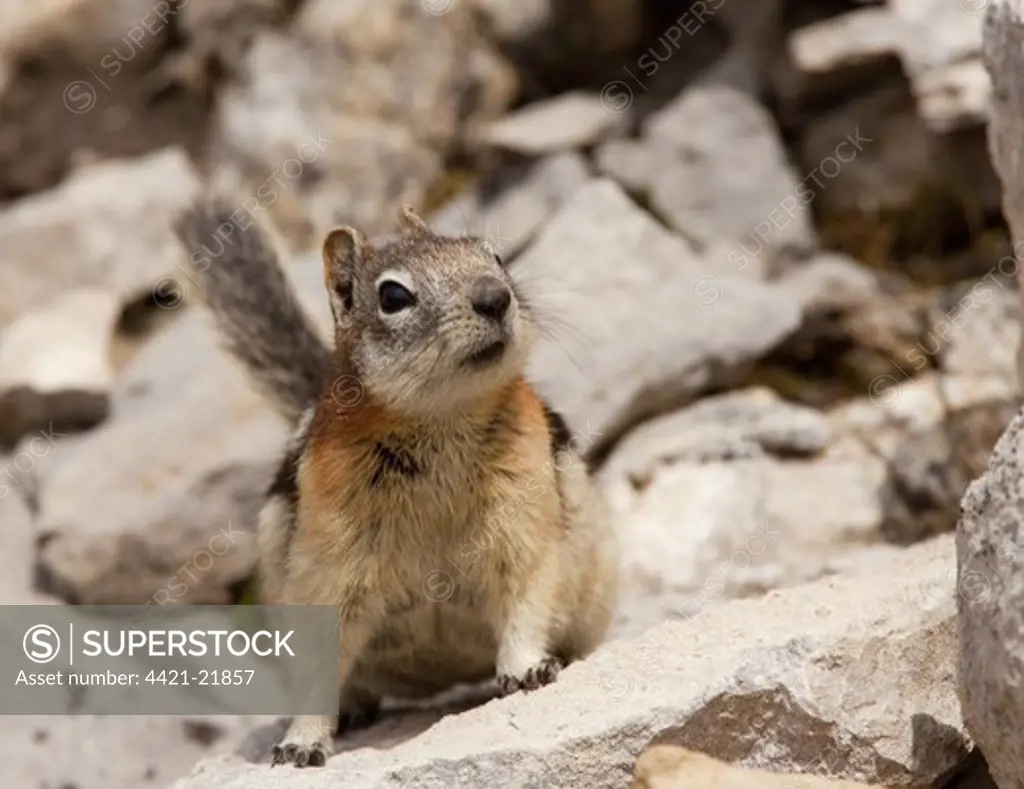 Golden-mantled Ground Squirrel (Spermophilus lateralis) adult, standing on rock, Rocky Mountains, Canada, july