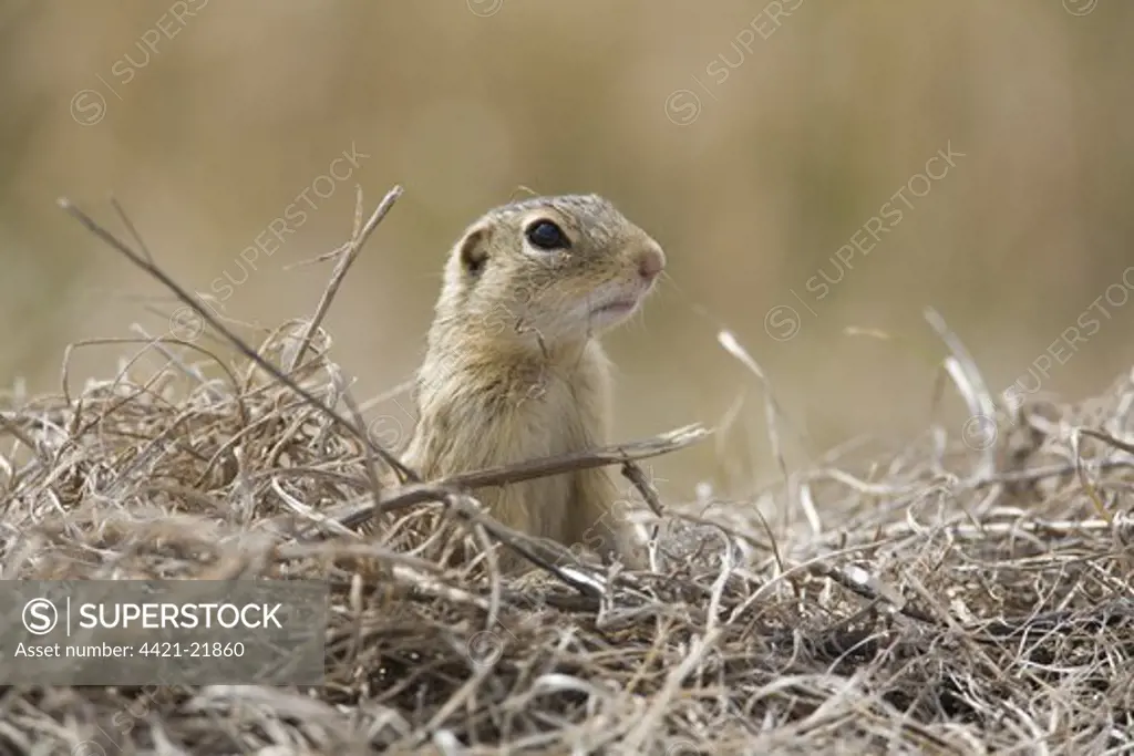 Thirteen-lined Ground Squirrel (Spermophilus tridecemlineatus) adult, looking over dry vegetation, North Dakota, U.S.A., april