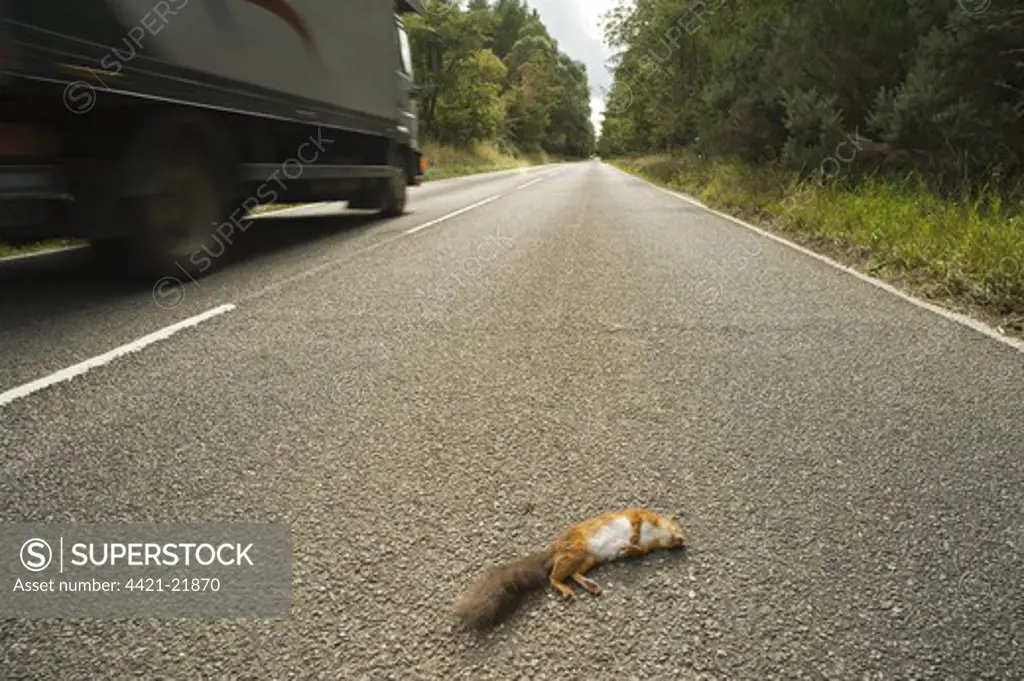 Eurasian Red Squirrel (Sciurus vulgaris) adult, killed on road, Black Isle, Ross and Cromarty, Scotland