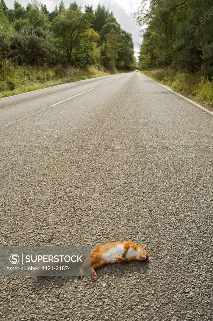 Eurasian Red Squirrel (Sciurus vulgaris) adult, killed on road, Black Isle, Ross and Cromarty, Scotland