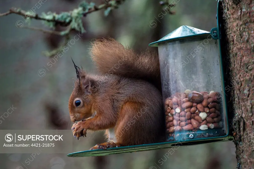 Eurasian Red Squirrel (Sciurus vulgaris) adult, feeding on nuts at feeder, Dumfries and Galloway, Scotland, winter