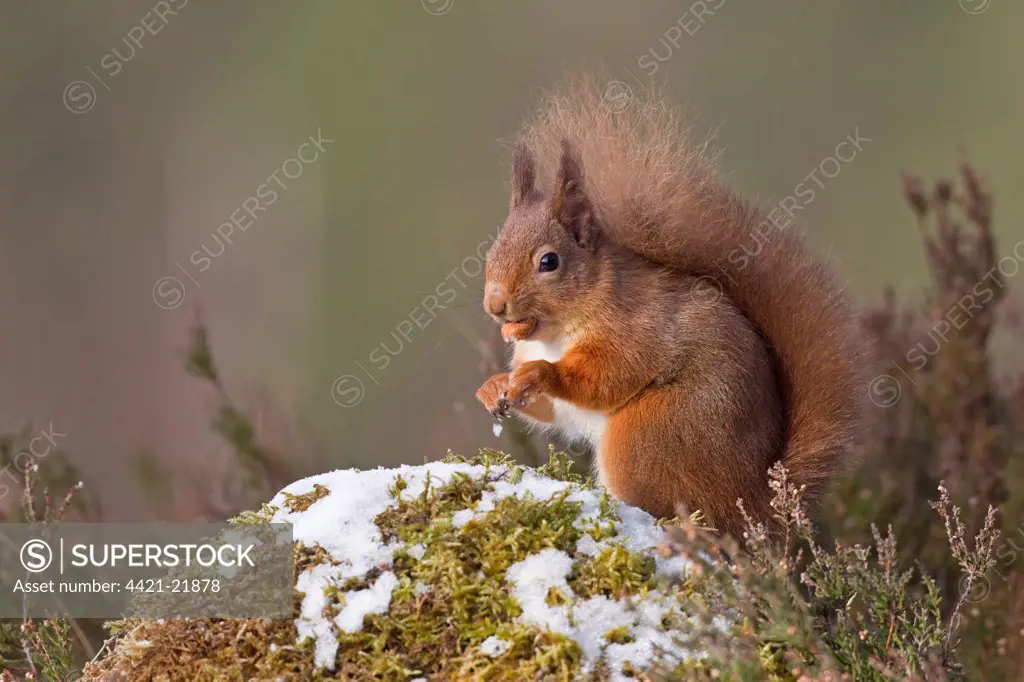 Eurasian Red Squirrel (Sciurus vulgaris) adult, feeding on hazelnut in snow, Scotland, winter