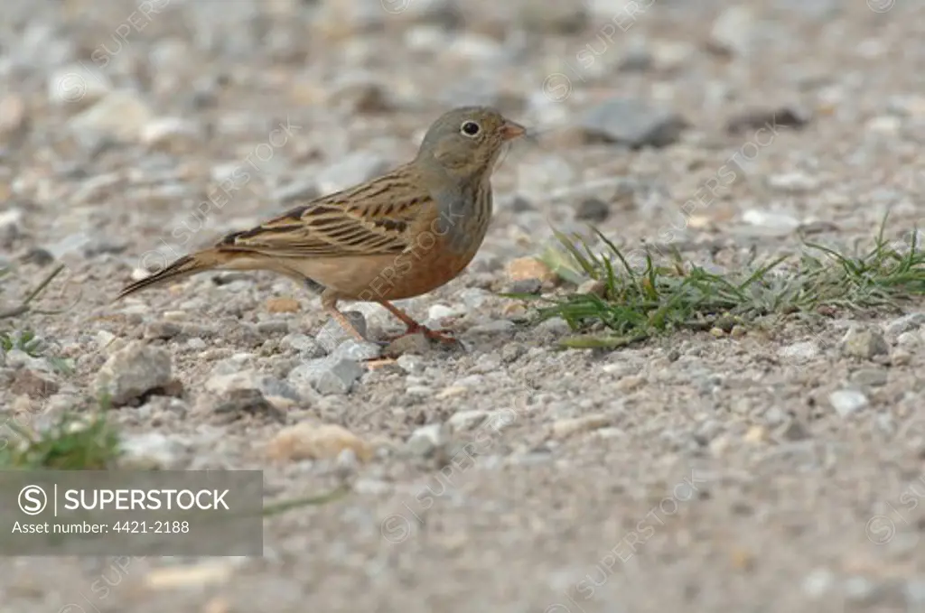 Cretzschmar's Bunting (Emberiza caesia) adult female, with nesting material in beak, standing on ground, Lesvos, Greece, april