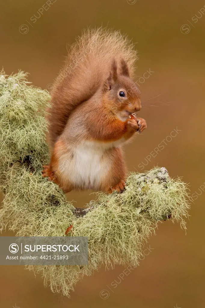 Eurasian Red Squirrel (Sciurus vulgaris) adult, feeding, standing on lichen covered branch in pine forest, Cairngorm N.P., Highlands, Scotland, january