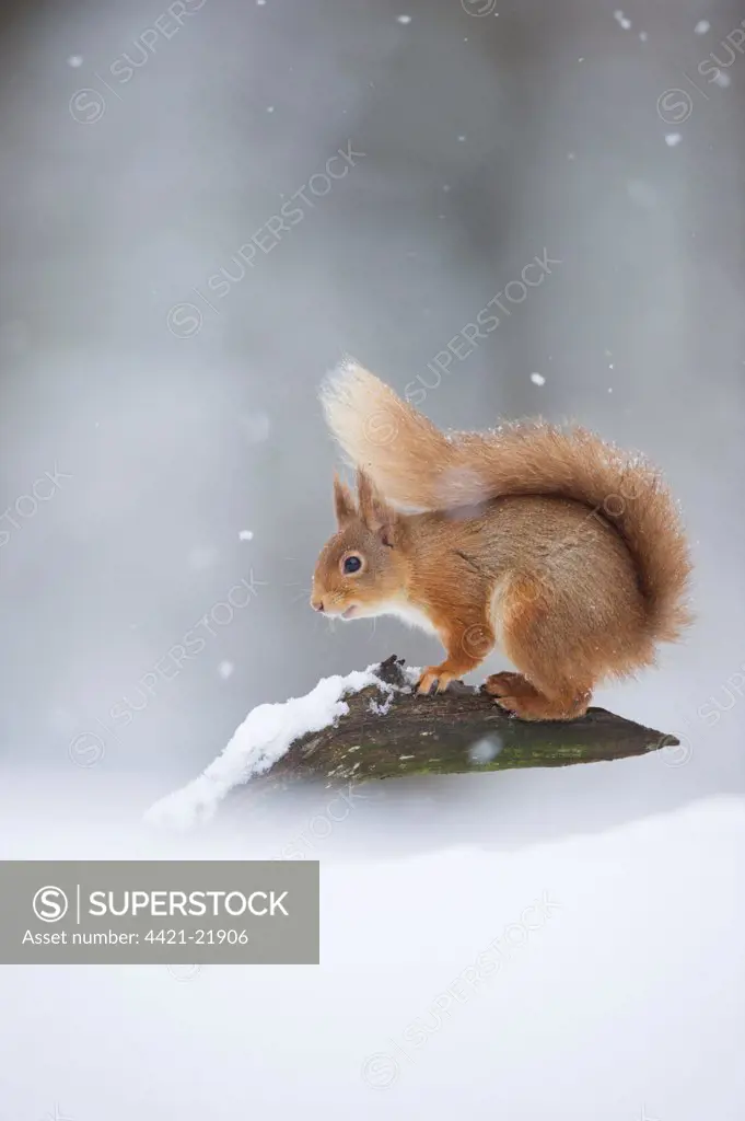Eurasian Red Squirrel (Sciurus vulgaris) adult, standing on branch in deep snow during snowfall, Cairngorm N.P., Highlands, Scotland, march