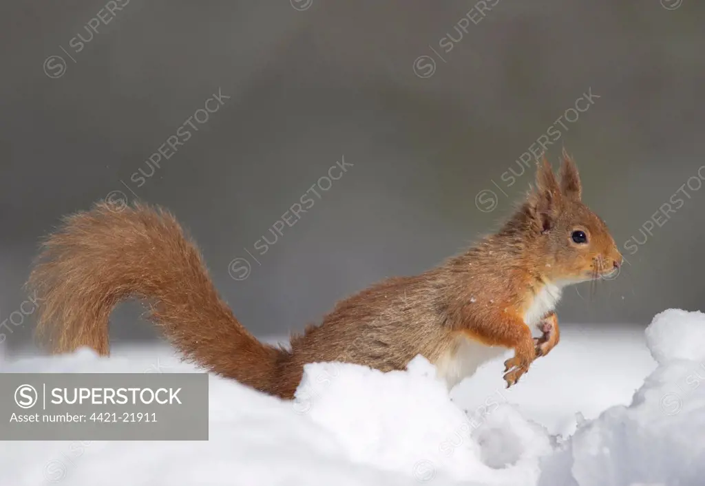 Eurasian Red Squirrel (Sciurus vulgaris) adult, leaping in deep snow, Cairngorm N.P., Highlands, Scotland, march