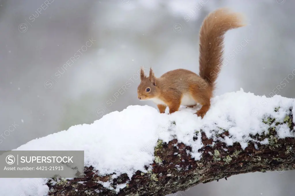 Eurasian Red Squirrel (Sciurus vulgaris) adult, standing on branch in deep snow, Cairngorm N.P., Highlands, Scotland, march