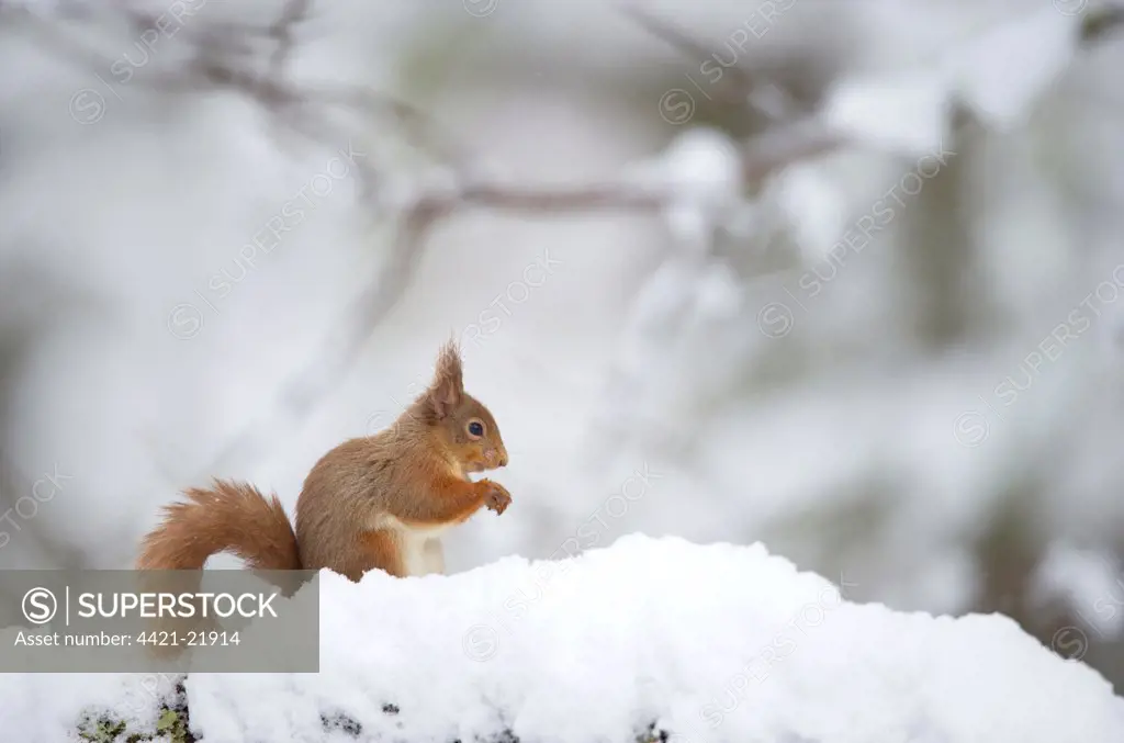 Eurasian Red Squirrel (Sciurus vulgaris) adult, feeding, sitting on branch in deep snow, Cairngorm N.P., Highlands, Scotland, march