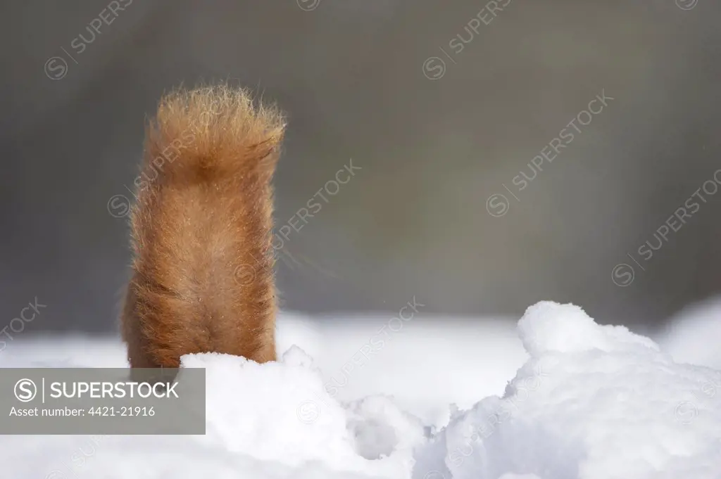 Eurasian Red Squirrel (Sciurus vulgaris) adult, rear view of tail, foraging in deep snow, Cairngorm N.P., Highlands, Scotland, march