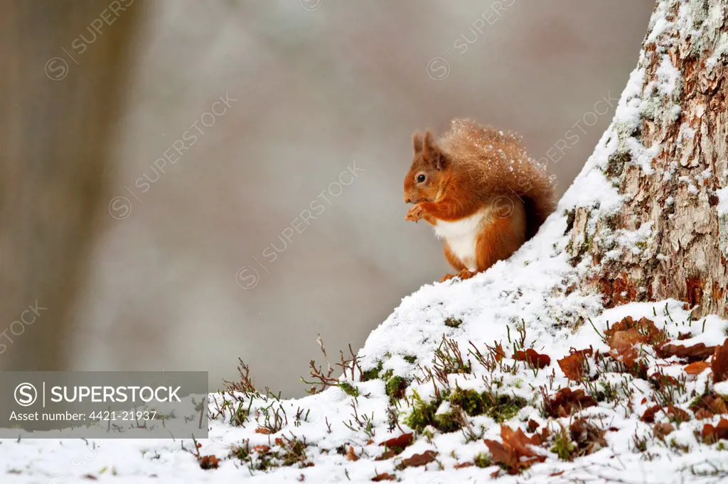 Eurasian Red Squirrel (Sciurus vulgaris) adult, feeding, sitting on snow covered stump, Cairngorms N.P., Highlands, Scotland, december