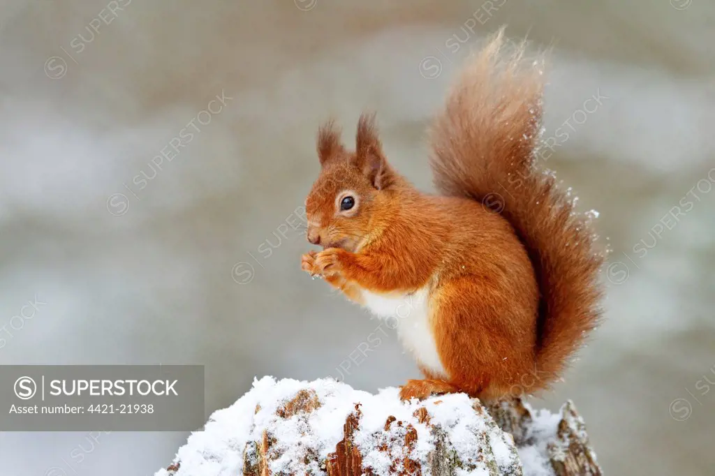 Eurasian Red Squirrel (Sciurus vulgaris) adult, feeding, sitting on snow covered stump, Cairngorms N.P., Highlands, Scotland, december