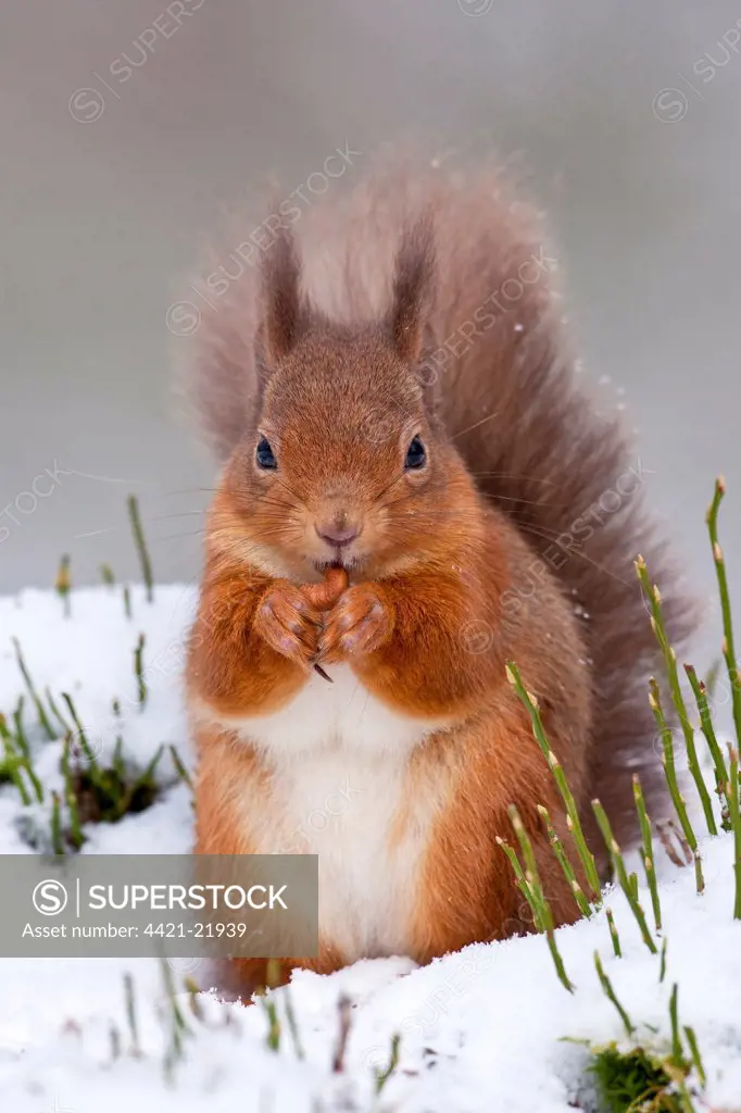 Eurasian Red Squirrel (Sciurus vulgaris) adult, feeding, sitting in snow, Cairngorms N.P., Highlands, Scotland, december