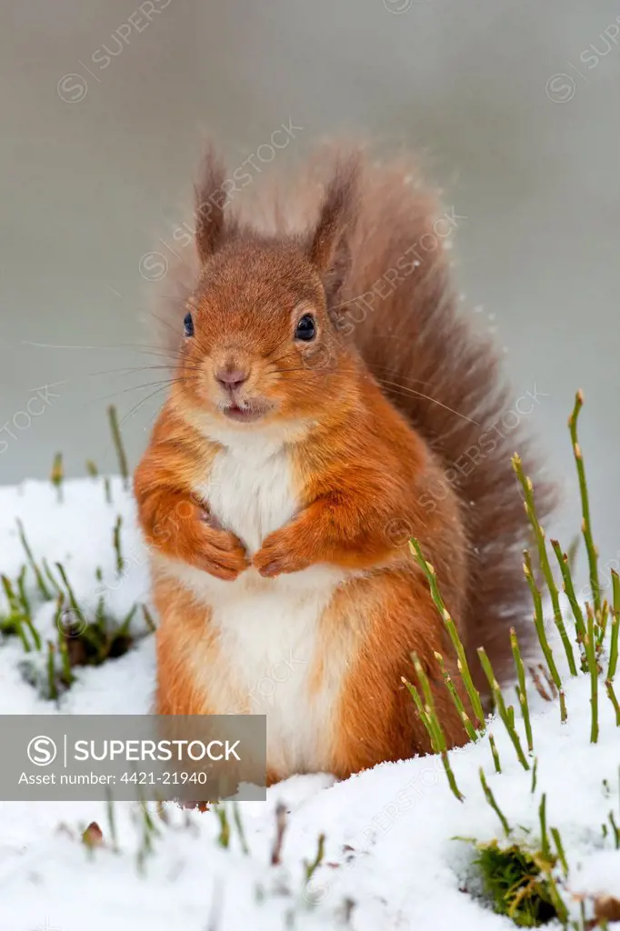 Eurasian Red Squirrel (Sciurus vulgaris) adult, sitting in snow, Cairngorms N.P., Highlands, Scotland, december