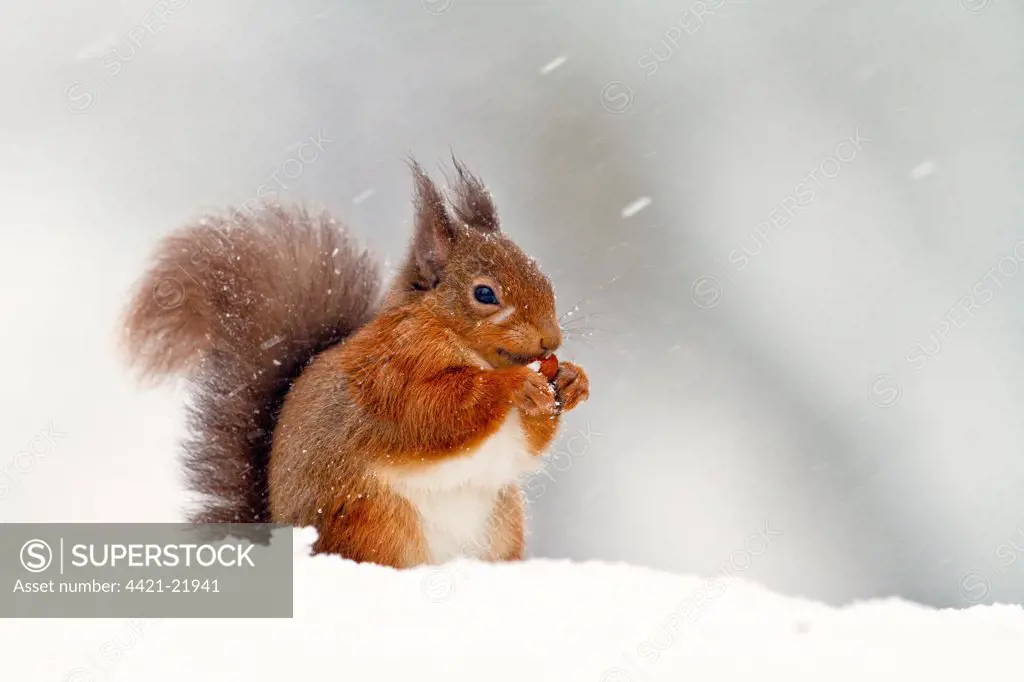 Eurasian Red Squirrel (Sciurus vulgaris) adult, feeding, sitting in snow during snowfall, Cairngorms N.P., Highlands, Scotland, december